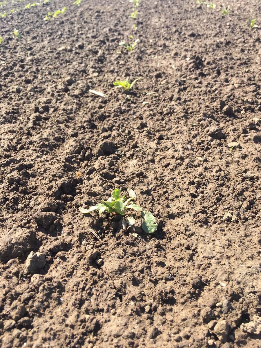 ErikNagelhoud's tweet image. Voorjaar alles groeit, maar niet even hard, vele belagers dit voorjaar, hagel, zwartebonenluizen, perzikbladluizen en soms zelfs koeien... je komt wat tegen in het veld. #akker #agrifirm