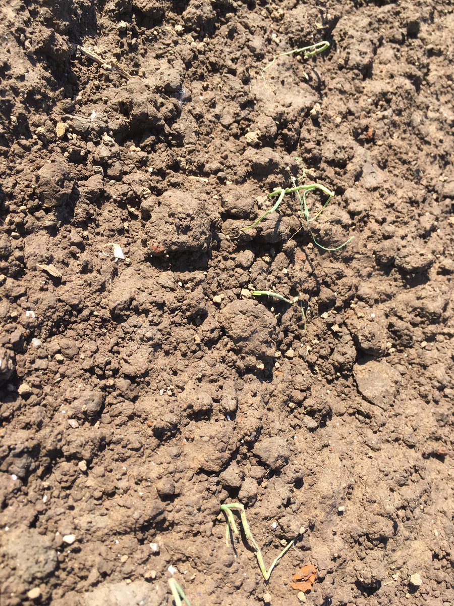 ErikNagelhoud's tweet image. Voorjaar alles groeit, maar niet even hard, vele belagers dit voorjaar, hagel, zwartebonenluizen, perzikbladluizen en soms zelfs koeien... je komt wat tegen in het veld. #akker #agrifirm