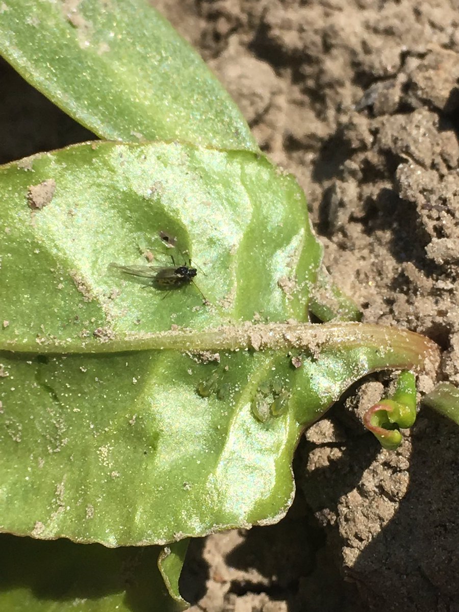 ErikNagelhoud's tweet image. Voorjaar alles groeit, maar niet even hard, vele belagers dit voorjaar, hagel, zwartebonenluizen, perzikbladluizen en soms zelfs koeien... je komt wat tegen in het veld. #akker #agrifirm