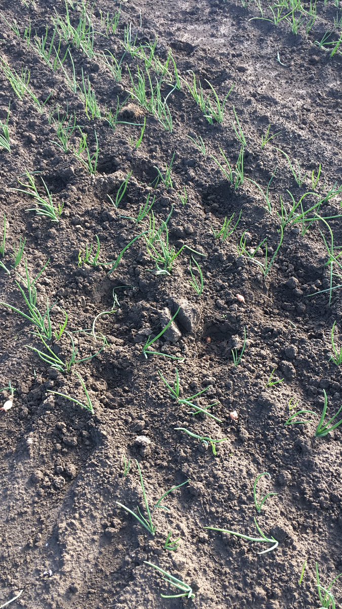 ErikNagelhoud's tweet image. Voorjaar alles groeit, maar niet even hard, vele belagers dit voorjaar, hagel, zwartebonenluizen, perzikbladluizen en soms zelfs koeien... je komt wat tegen in het veld. #akker #agrifirm