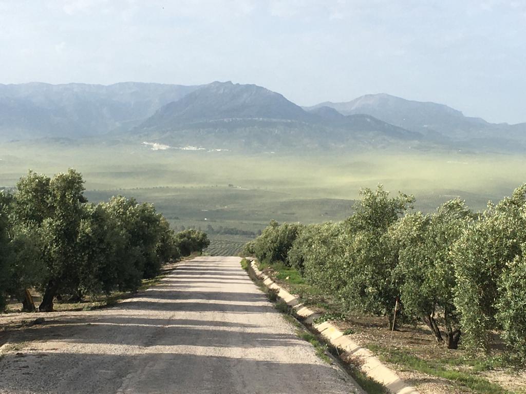 La nube de polen perfectamente visible esta mañana en las cercanías de Baeza. La floración de olivo está a niveles máximos en estos días. 
Foto: J.A. García Garrido