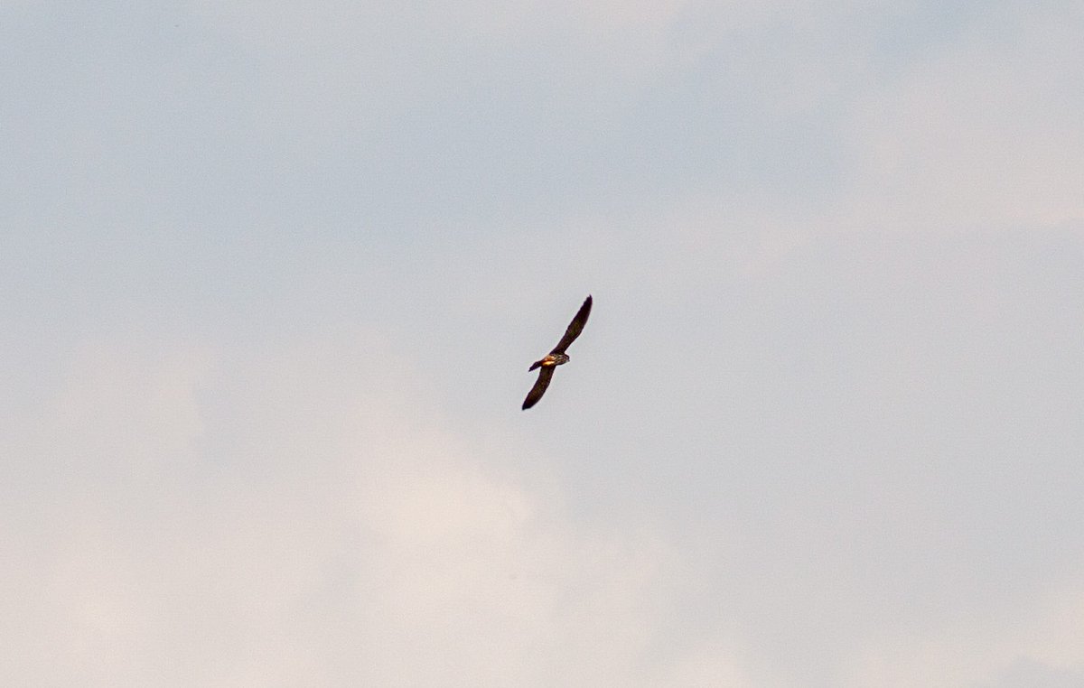 ⁦@SIBirdClub⁩ ⁦@BirdWatchingMag ⁦@RSPBEngland ⁦@Britnatureguide⁩ ⁦@_BTO⁩ First ever Hobby today #lifer #my200birdyear