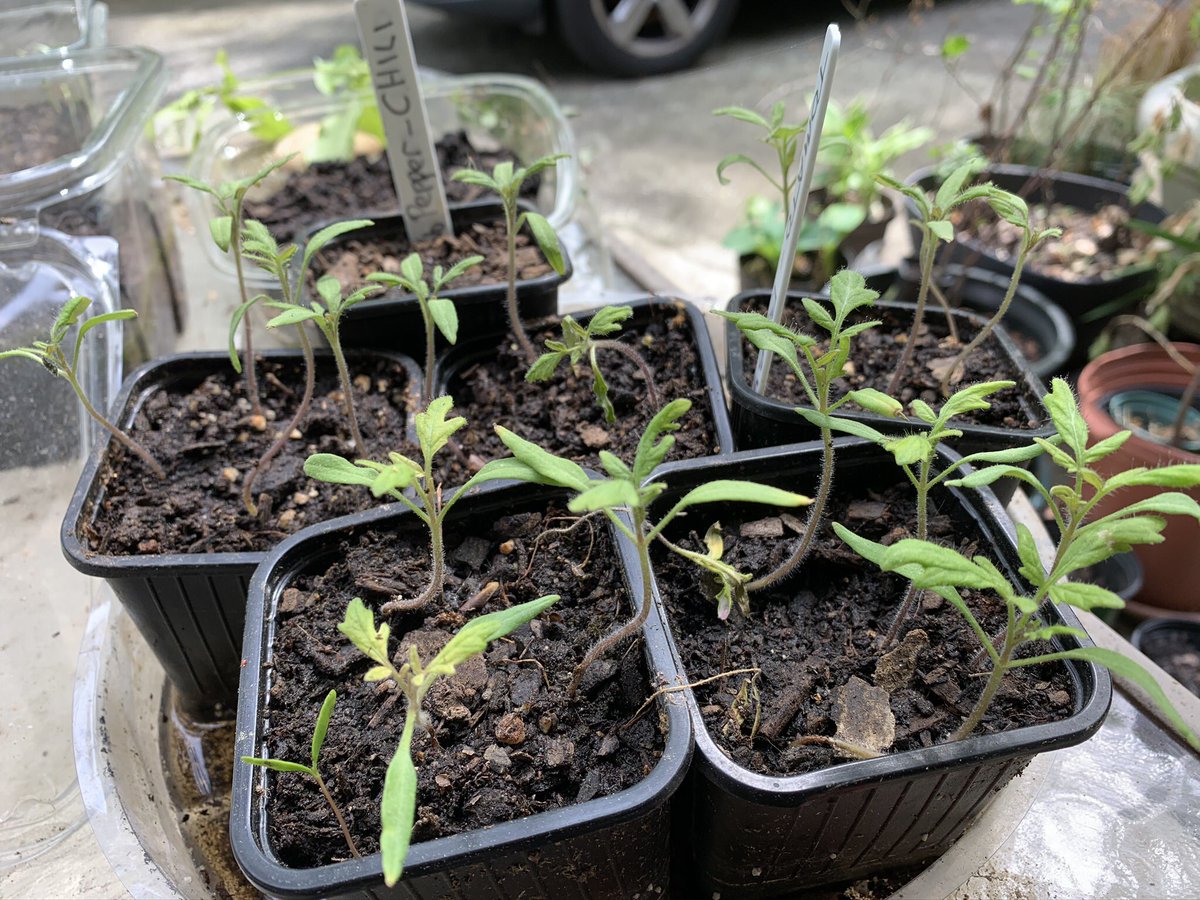 JenniferAGates's tweet image. You can take the girl out of @CityWindsorON but you can’t take the #RoseCity outta the girl 🤩 #allisonearlyplanting #seedstarters #letsrecyclewhilegardening