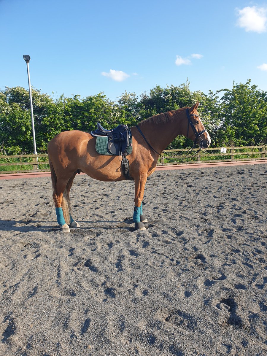 lpalmer85's tweet photo. #fatty #KWPN #britishdressage #homebred  back at it at last! Fell on me in Jan and finally back to proper work 😀😀 https://t.co/4KFvTZwKDs