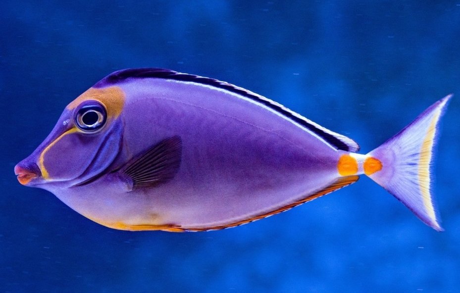 ZeldrisOW's tweet image. Everyone should join the Kuwaytian MVP's steam group. This elite group of players will not only dominate any game, but eat a lot of fish as well.