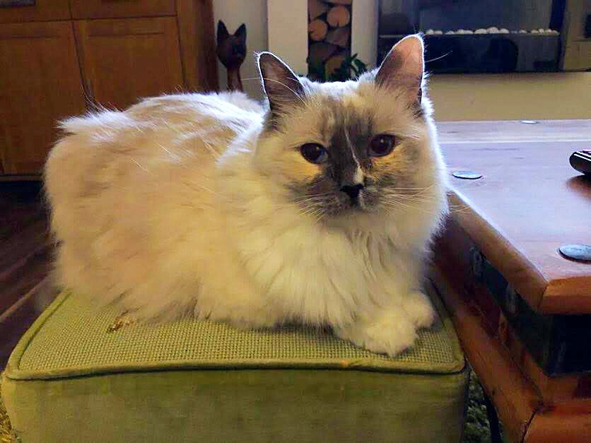 <a href="/Angeladilanzo/">Mia Panfur 😺</a> <a href="/LuckyDaPuppyCat/">Dobby #RIPLucky 🌈 💖</a> @PebblesPuss2014 <a href="/InokumaT/">Kolohe and Keahi 😻😻</a> <a href="/3coolkatz/">KAL #RIP Marie🌈🙌🏼🌟</a> <a href="/CoolChloee/">Angel Chloee🌈💔😢 & Calli 💖</a> <a href="/chalkymacalpi/">Chalky Choo Choo, Married To Marie ❤️ 🚂</a> <a href="/mhmelbourne/">Penny, Sam #RIPMrTibbs/Minnie🌈 😿💔🕯️</a> @lena_valentin_ <a href="/JaxAcrocat/">JAX ACROCAT</a> <a href="/TheCatMalice/">Malice & Mayhem🩵#ZSHQ</a> <a href="/RealCatAttack/">Othello & Leia</a> @marv_kempleton <a href="/crosseyedollie/">Pablo and Nori 🤍 RIP Ollie 💫 💔</a> <a href="/MoetBlindCat/">Moet the Blind Cat</a> <a href="/PanfurSquad/">PanfurSquadHQ</a> <a href="/leo_thetabby/">✨Leo ✨</a> <a href="/_Demonia_/">🖤Smooch, Pablo (Blade & Fantom💔 (OTRB)🖤</a> <a href="/lampwireslayer/">Buffy the Lampwire Slayer and Spike</a> <a href="/OfficialPanfur/">OscarThePanfur!</a> <a href="/fluffybasil/">Teddy, Pumpkin Pie & Magic</a> Beautiful loaf panfur 🍞🖤😻 good to see mew again! #kittyloafmonday