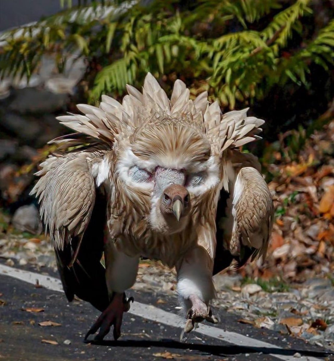 Here’s a Himalayan Griffon vulture in battle mode! It is an “Old World” vulture, which do not have a good sense of smell - this normal for raptors. They rely exclusively on their eyesight to locate food & when soaring can spot a 3-foot animal carcass from 4 miles away.