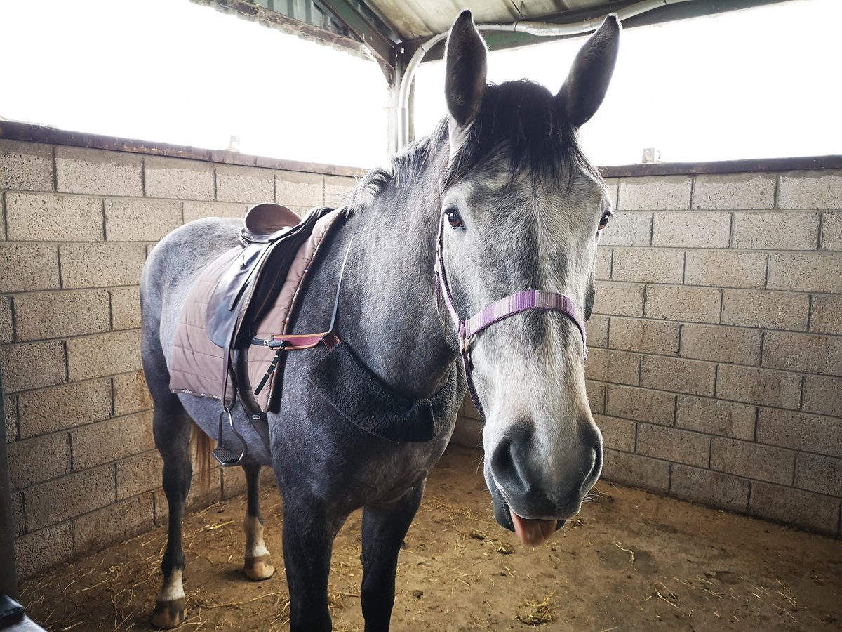 GregorKnox™ tweet media