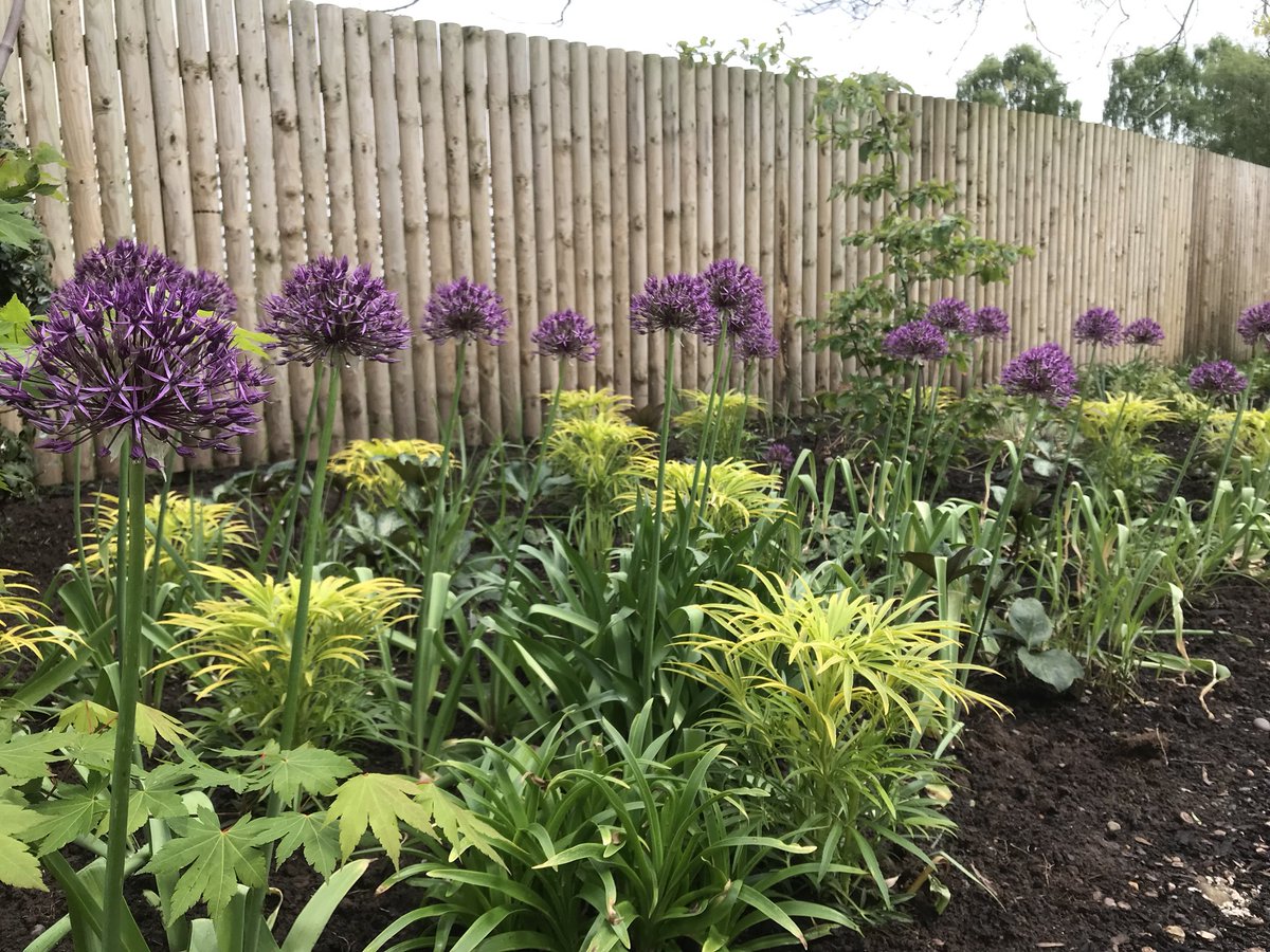 Recently planted Helleborus foetidus ‘Gold Bullion’ with Allium 'Purple Rain'. <a href="/ashnurs/">Ashwood Nurseries</a>