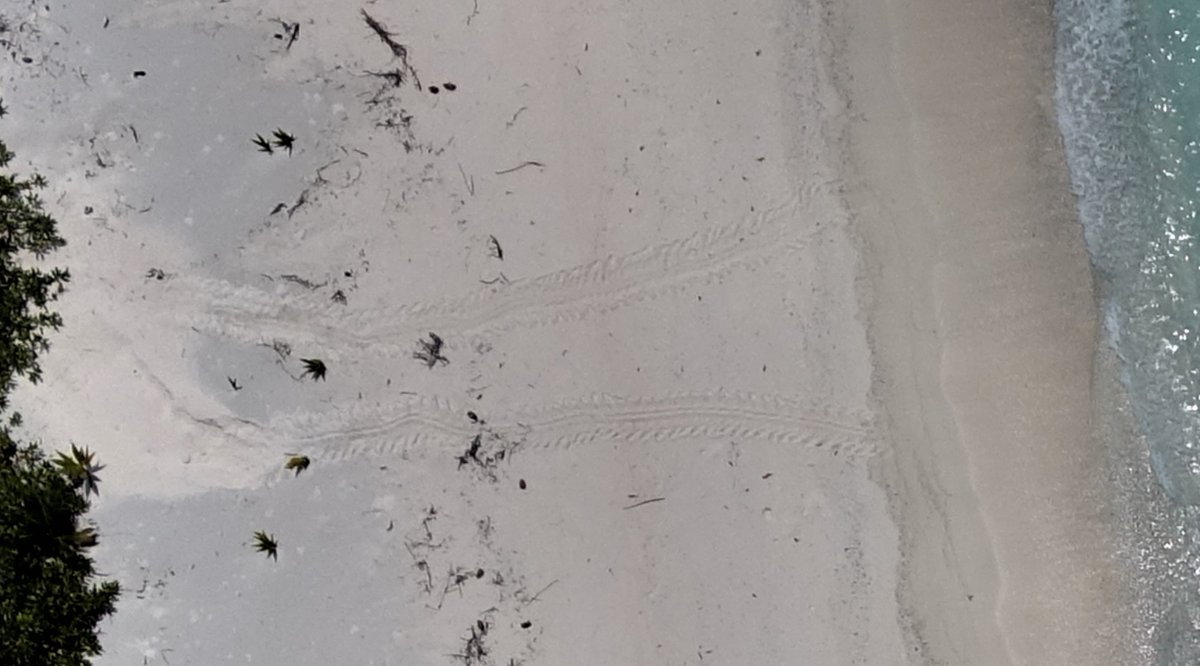 explorer_mel's tweet photo. We have detected #turtle tracks around some of our study islands in the Indian Ocean from 90m! Going to have a go at estimating the size of these lovely ladies and comparing our methods with the ground-truthing/ island survey which was done at the same time as the flight 🐢 https://t.co/hpkU0xAnY7