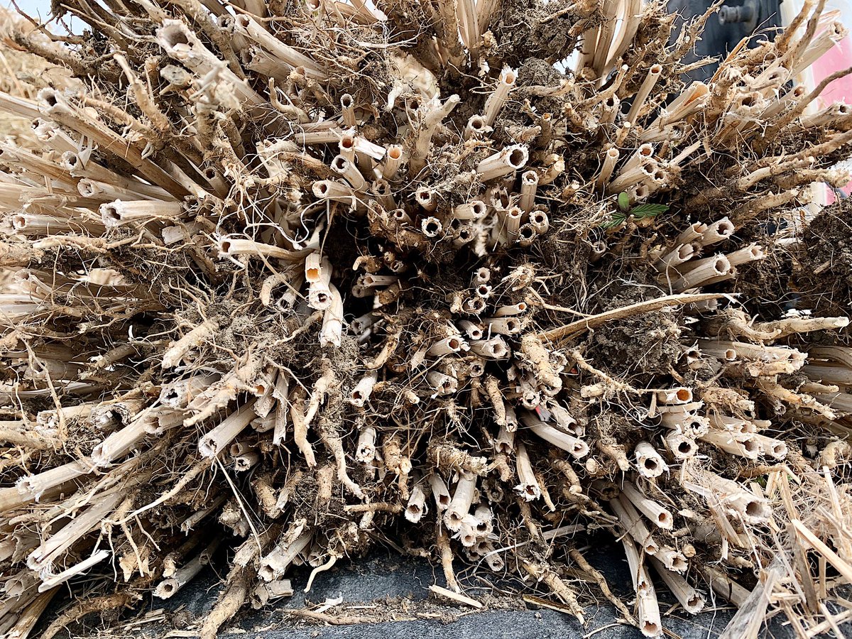 wildrosefarmer's tweet photo. au naturel bee hotel ๐ #nativepollinator #bees #cdnag #albertaAG https://t.co/kMIKG3lfPV