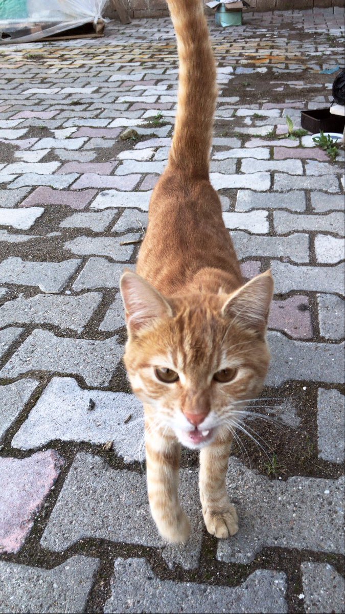 Yeni ortamına tam anlamıyla ısınmasına sevinmeli miyiz bilemiyorum..