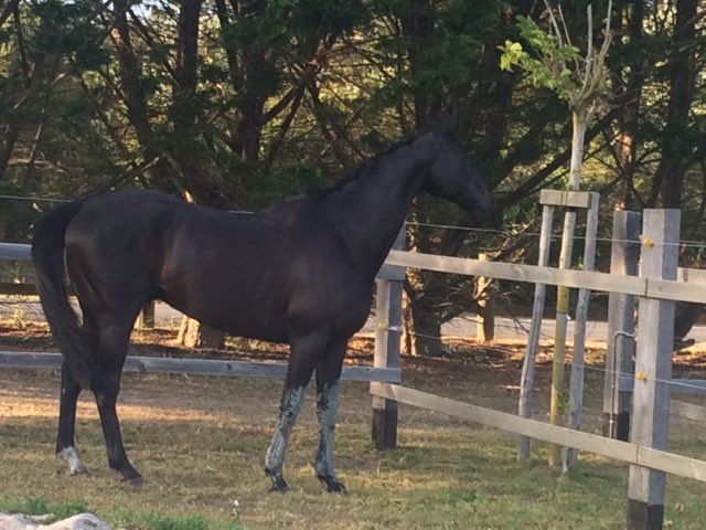 ilederegalop's tweet photo. Né le jour de la force 😬 May the 4th : Le Petit Prince fait la fierté de son oncle Le Valentin et de sa maman Fée d’Artois. Toujours un conte de Fée avec les chevaux . À très bientôt ! @francegalop @IledeRe_ #ecuriesdeterritoire #levalentin https://t.co/ilkeKUqP6C