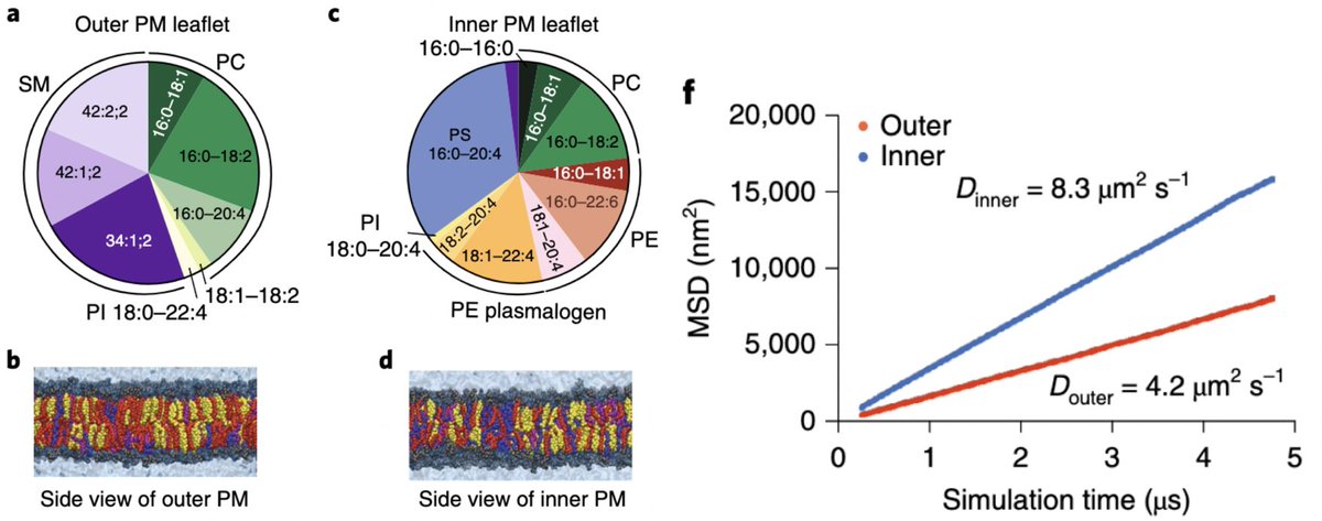 My friends Ed Lyman and Milka Doktorova plugged detailed compositions into atomistic molecular dynamics simulations. Predict distinct biophysical properties for inner vs outer leaflets. Outer leaflet more packed, more ordered, less diffusive, smaller hydrophobic defects.5/