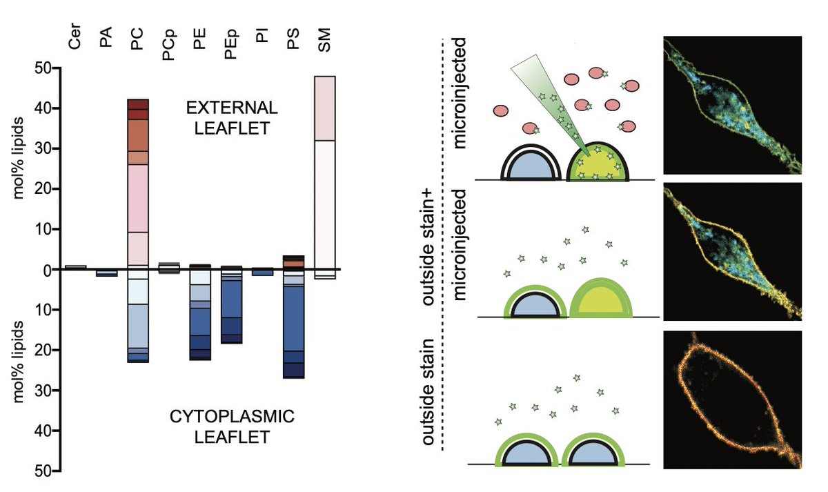 tl;dr- detailed lipidome asymmetry of mammalian PMs- inner leaflet = much more unsaturated- simulations: asymmetric physical properties in PM- confirmed biophys asymmetry in live cells- protein TMDs conform to lipid asymmetry- TMD asymmetry conserved for all Eukaryota2/