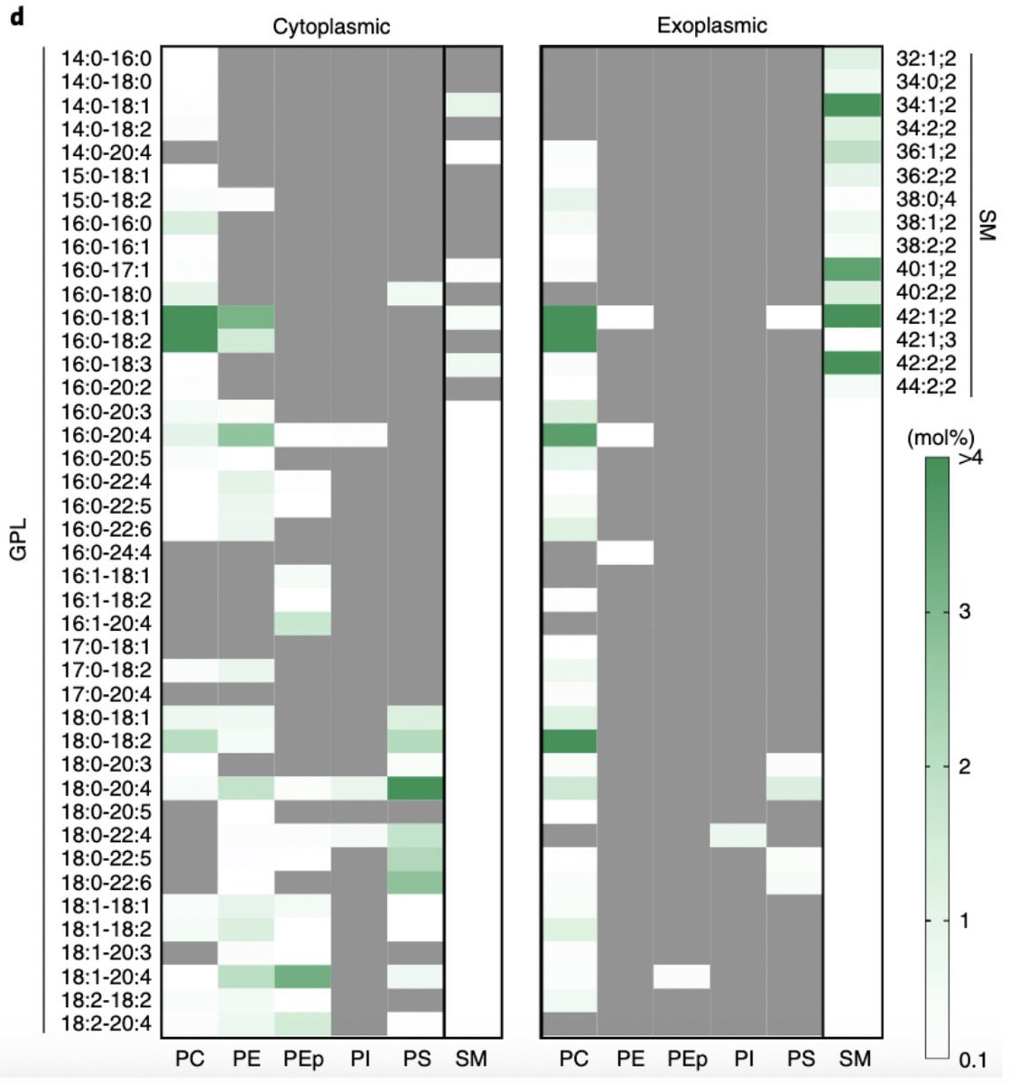 Interested in lipidomics, membrane biophysics, lipid asymmetry, or co-evolution of proteins and lipids? Read on:We combined lipid-cleaving enzymes with  @lipotype lipidomics platform for quantitative, detailed, analysis of lipidomes in individual leaflets of human RBCs.3/