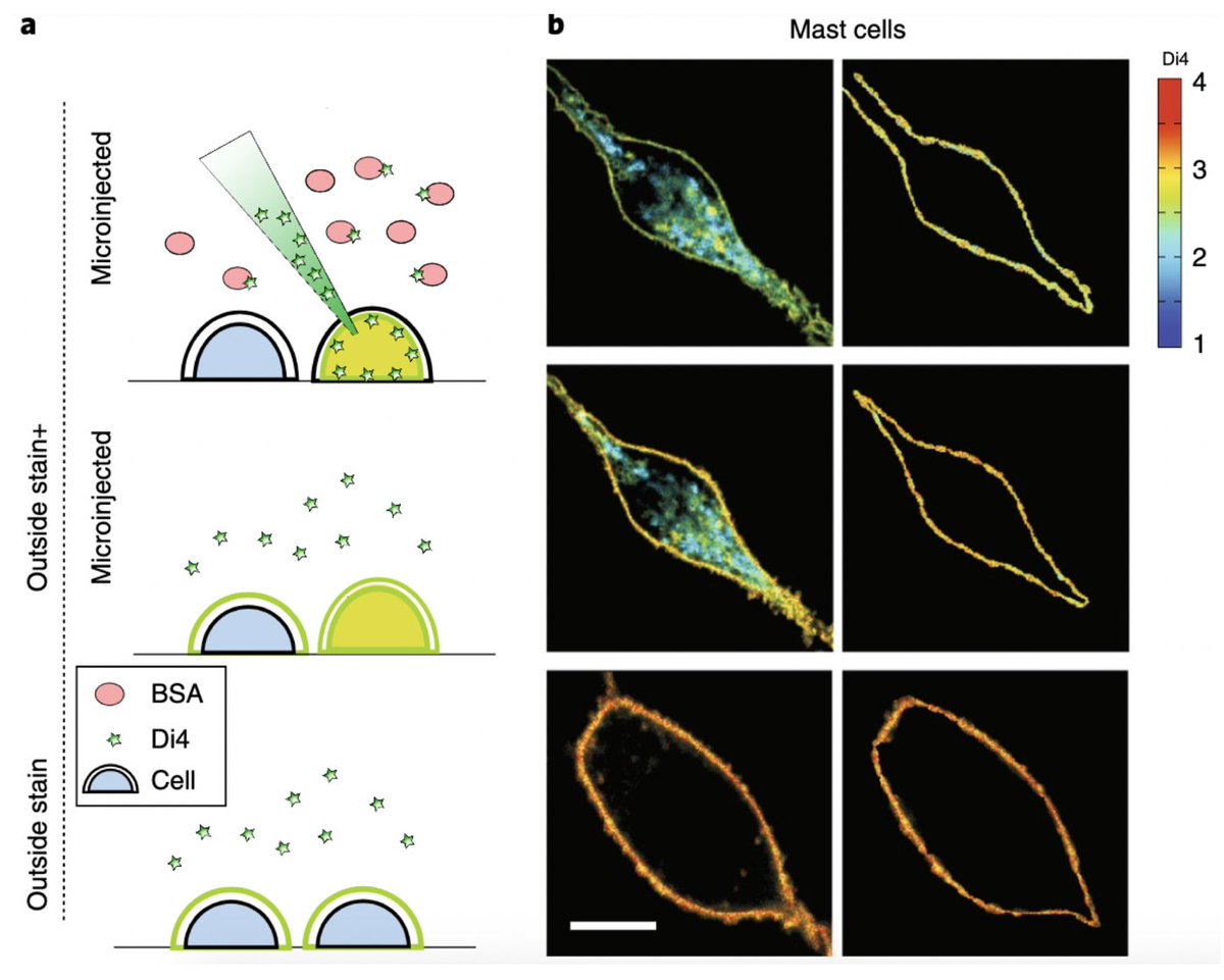 How to test prediction?! Joseph Lorent (then PD, now group leader  @UtrechtUni) came up with genius idea to use reporter dye (Di4) that wont flip between leaflets. Staining outer leaflet is easy = add outside.To stain inner leaflet, microinject cells. Amazingly… it works!6/