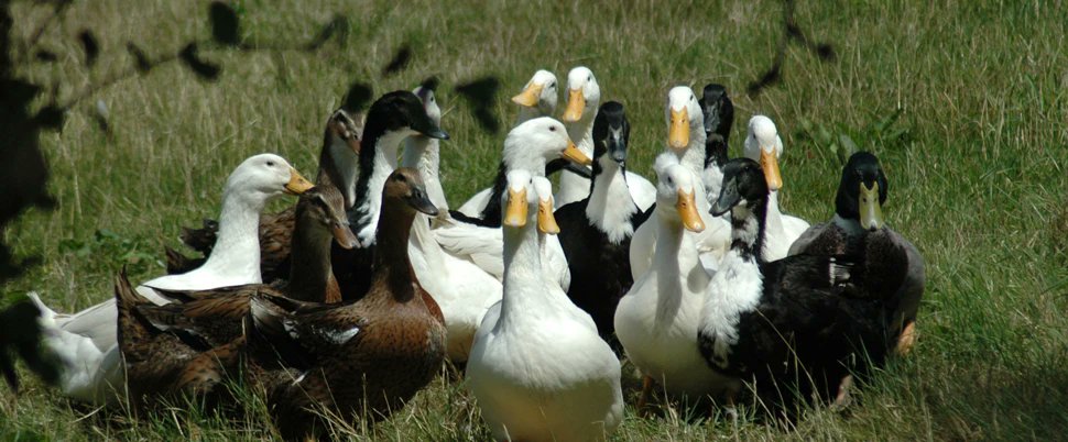 Jane 'Hedgecomber' Sarchet tweet media