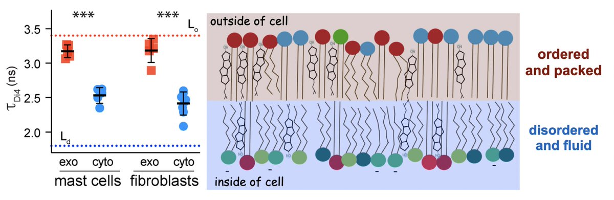 Lifetime of this dye reflects packing of membrane, as described by  @lesloew and  @Owen_lab_UoB. And Joseph saw that lifetime was much higher in outer leaflet, suggesting that asymmetric lipid packing in PM, with higher packing in outer leaflet.7/