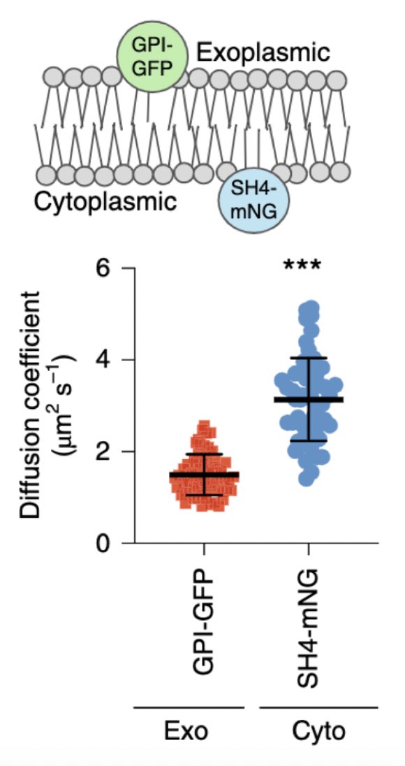 Biophysical asymmetry was then confirmed by diffusion measurements in live cells by the brilliant  @SciezginFully consistent with another recent paper:  https://www.ncbi.nlm.nih.gov/pubmed/31857388 8/