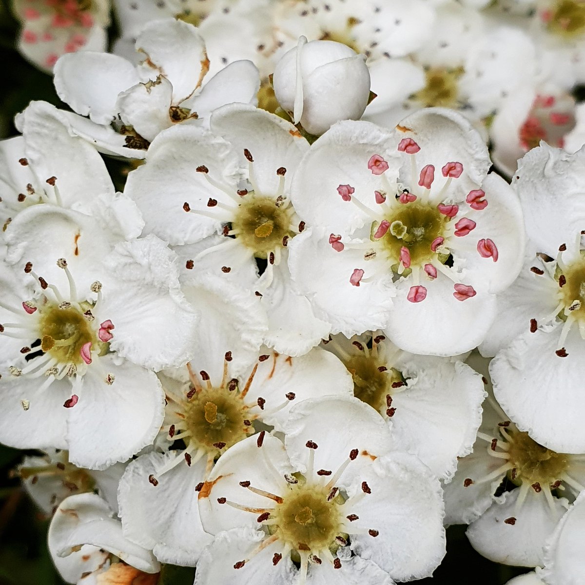 HuggedbyNature's tweet photo. Pollen advertising! Nature's communication is awesome!! #pinkpollen #blossom #hawthornblossom #nature #flowers #feedthepollinators https://t.co/VeA05mq6uf