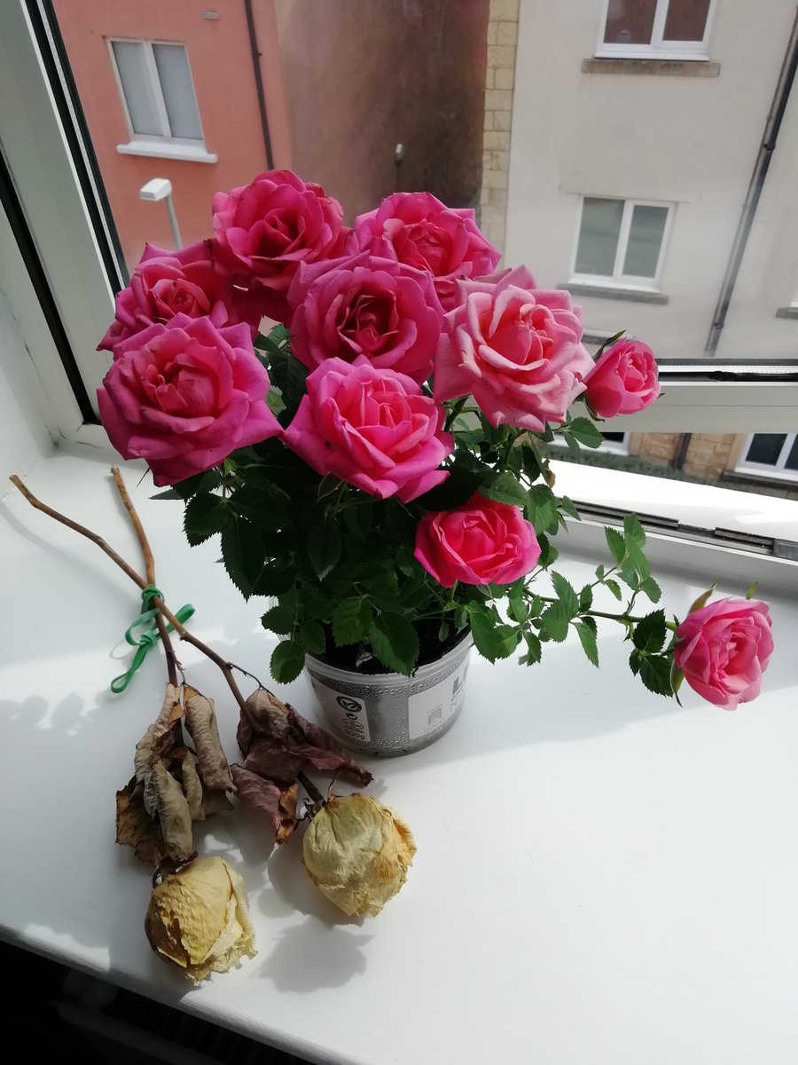 My life in 7 pictures. Day 2 - no words, no people and challenge a new person every day. I was challenged by @thomas_jaki.

I challenge @Mirandama520