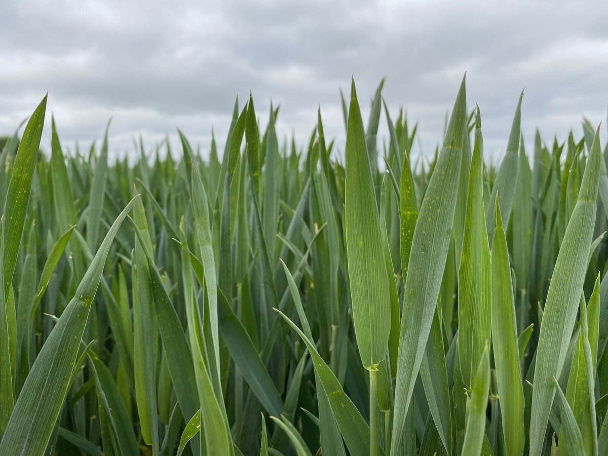 Val’epi, service agronomie tweet media