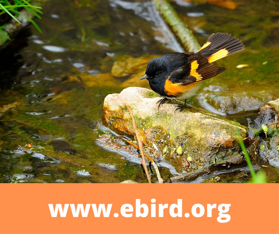 MissVallyConsrv's tweet photo. Looking for more things to do in nature? Try out eBird!

This website helps you learn about and find birds in your region. You can also use it to submit your sightings to help conservation efforts. For more details visit

https://t.co/ii5sENPFoa

Image by Bill Peterson https://t.co/G2ukfRGybH