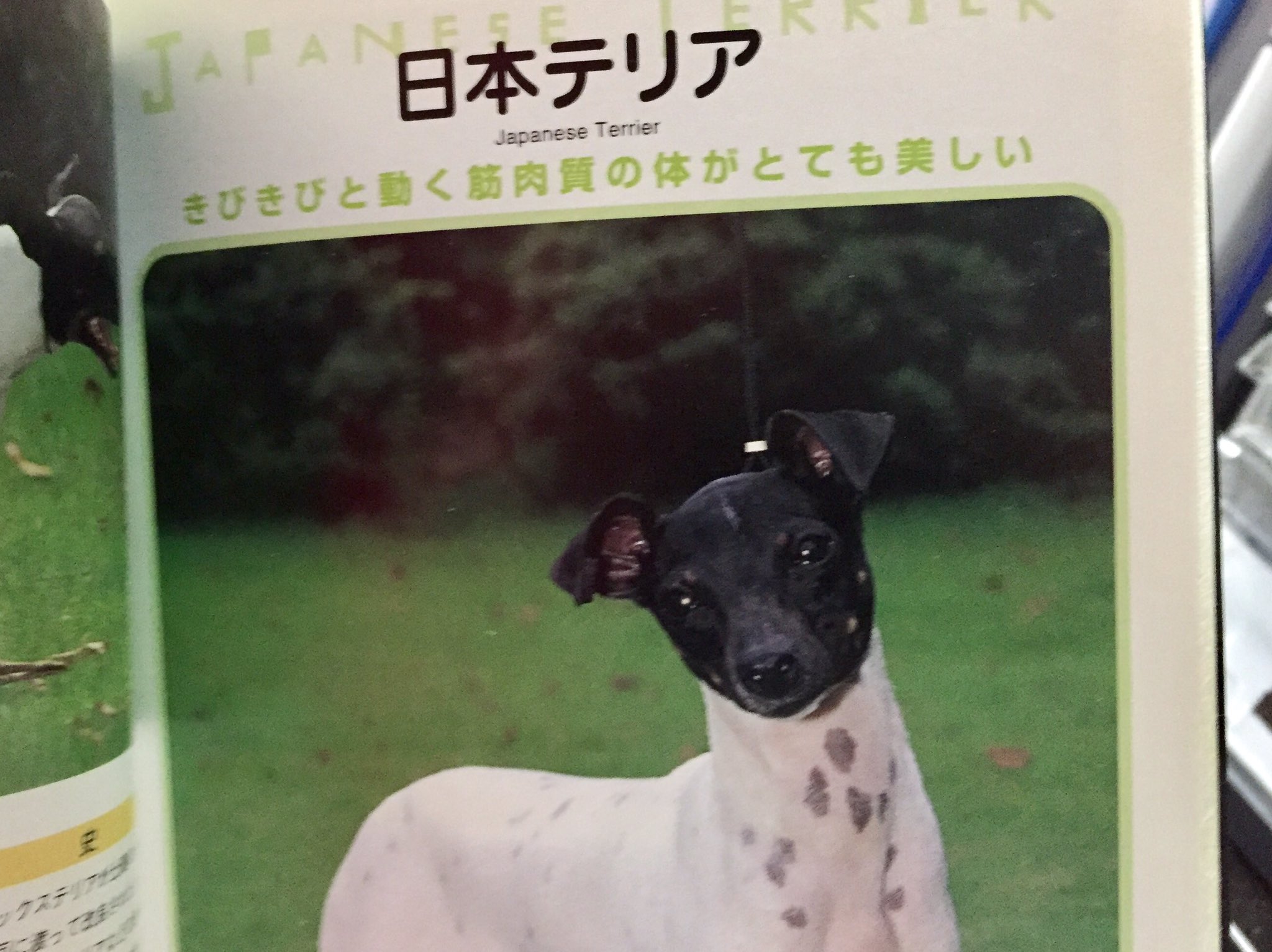 えすえす A Twitter 世界の犬カタログ 134種類掲載 プーリー 天然ドレッド風ヘアーで地面に着くほど長くてまるでモップのようです Pヘアレスドッグ こちらは無毛 触り心地よさそう 日焼けもするそうです 日本テリア 顔だけ黒い珍しい犬 北海道 紀州
