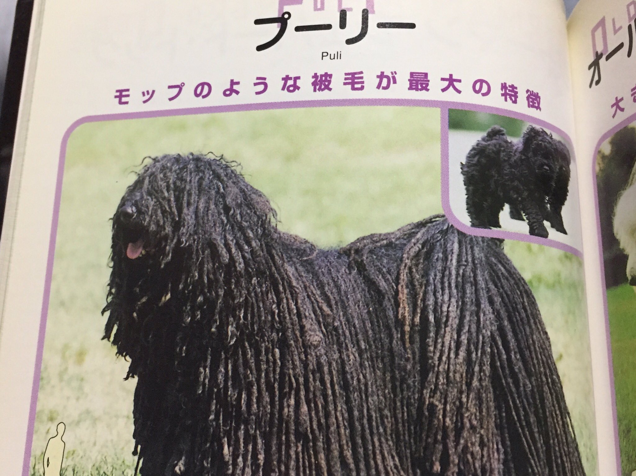 えすえす A Twitter 世界の犬カタログ 134種類掲載 プーリー 天然ドレッド風ヘアーで地面に着くほど長くてまるでモップのようです Pヘアレスドッグ こちらは無毛 触り心地よさそう 日焼けもするそうです 日本テリア 顔だけ黒い珍しい犬 北海道 紀州