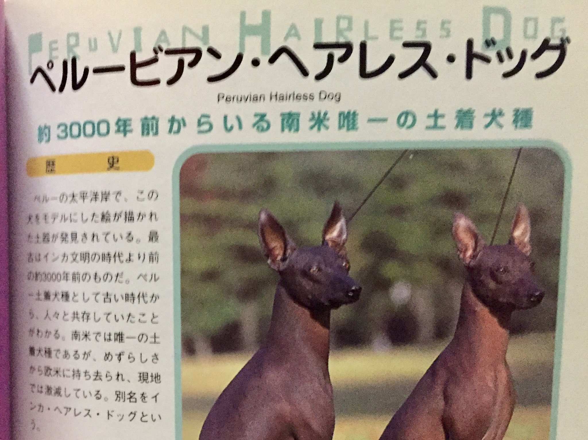 えすえす على تويتر 世界の犬カタログ 134種類掲載 プーリー 天然ドレッド風ヘアーで地面に着くほど長くてまるでモップのようです Pヘアレスドッグ こちらは無毛 触り心地よさそう 日焼けもするそうです 日本テリア 顔だけ黒い珍しい犬 北海道 紀州 えすえす على تويتر 世界の犬カタログ 134種類掲載 プーリー 天然ドレッド風ヘアーで地面に着くほど長くてまるでモップのようです Pヘアレスドッグ こちらは無毛 触り心地よさそう 日焼けもするそうです 日本テリア 顔だけ黒い珍しい犬 北海道 紀州