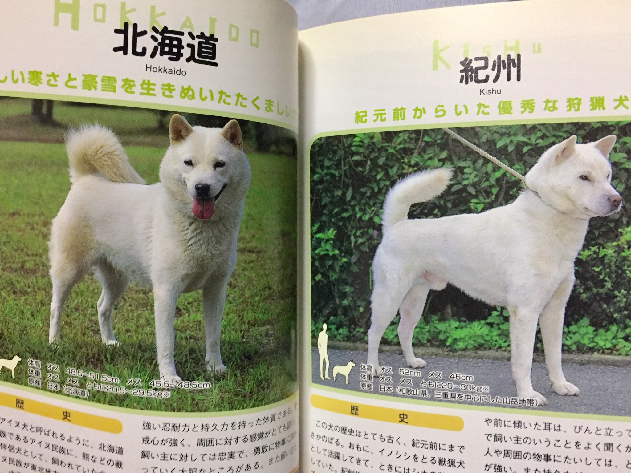 えすえす A Twitter 世界の犬カタログ 134種類掲載 プーリー 天然ドレッド風ヘアーで地面に着くほど長くてまるでモップのようです Pヘアレスドッグ こちらは無毛 触り心地よさそう 日焼けもするそうです 日本テリア 顔だけ黒い珍しい犬 北海道 紀州
