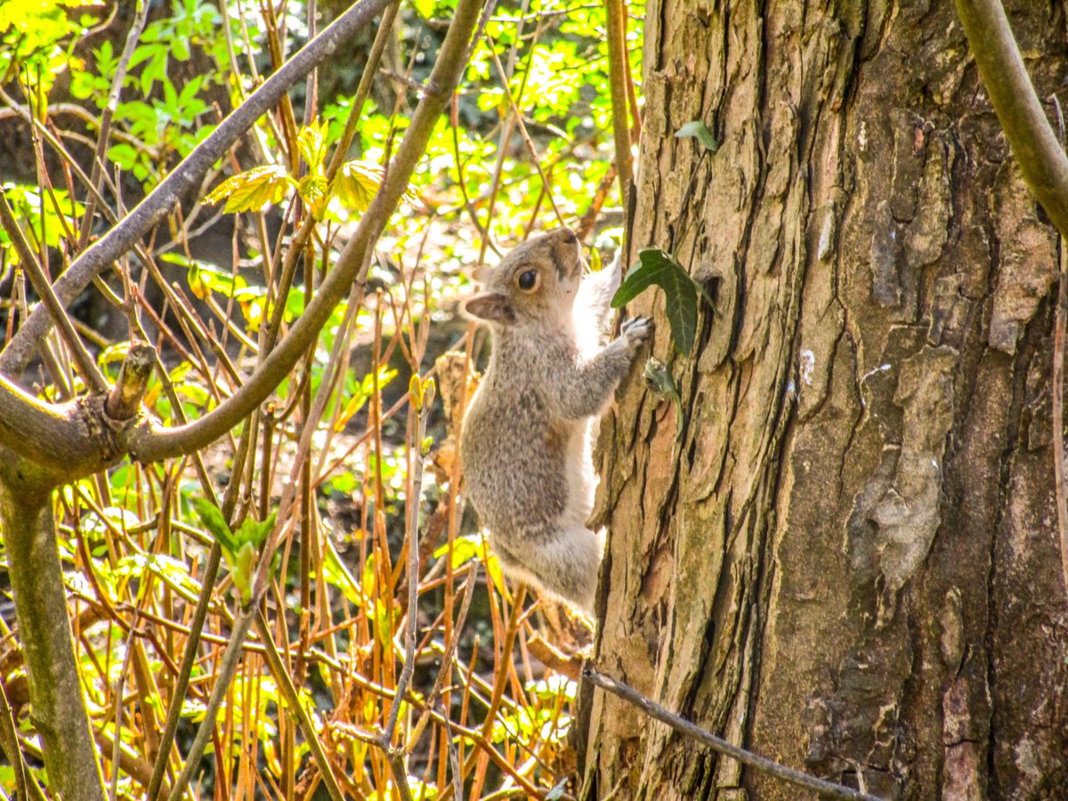 Stevo121979's tweet photo. Grey Squirrel Close up #greysquirrel #squirrel #climbing #tree #nature #naturephotography #naturephotographer #spring #springphotography #photooftheday #Canon #canonphotography #ixus190 #hdr #hdrfilter #hdrphotography https://t.co/waZEAd6wBG
