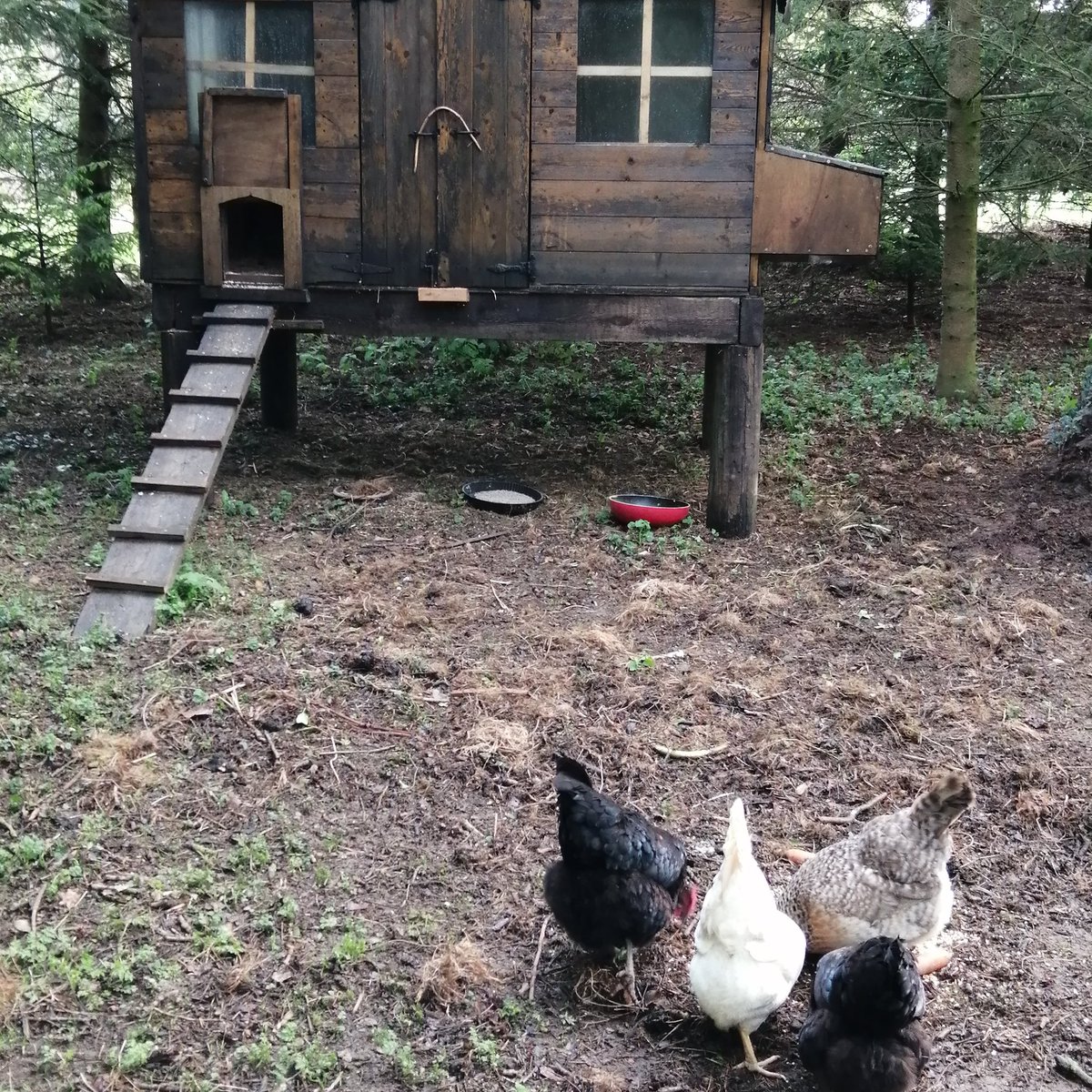 sendcogirl's tweet photo. Where there's chickens there's hope..... One for you @royleighton @Emma_Turner75 To coin your phrase and change it slightly... #Bemorechicken https://t.co/usqsPQ9o5P