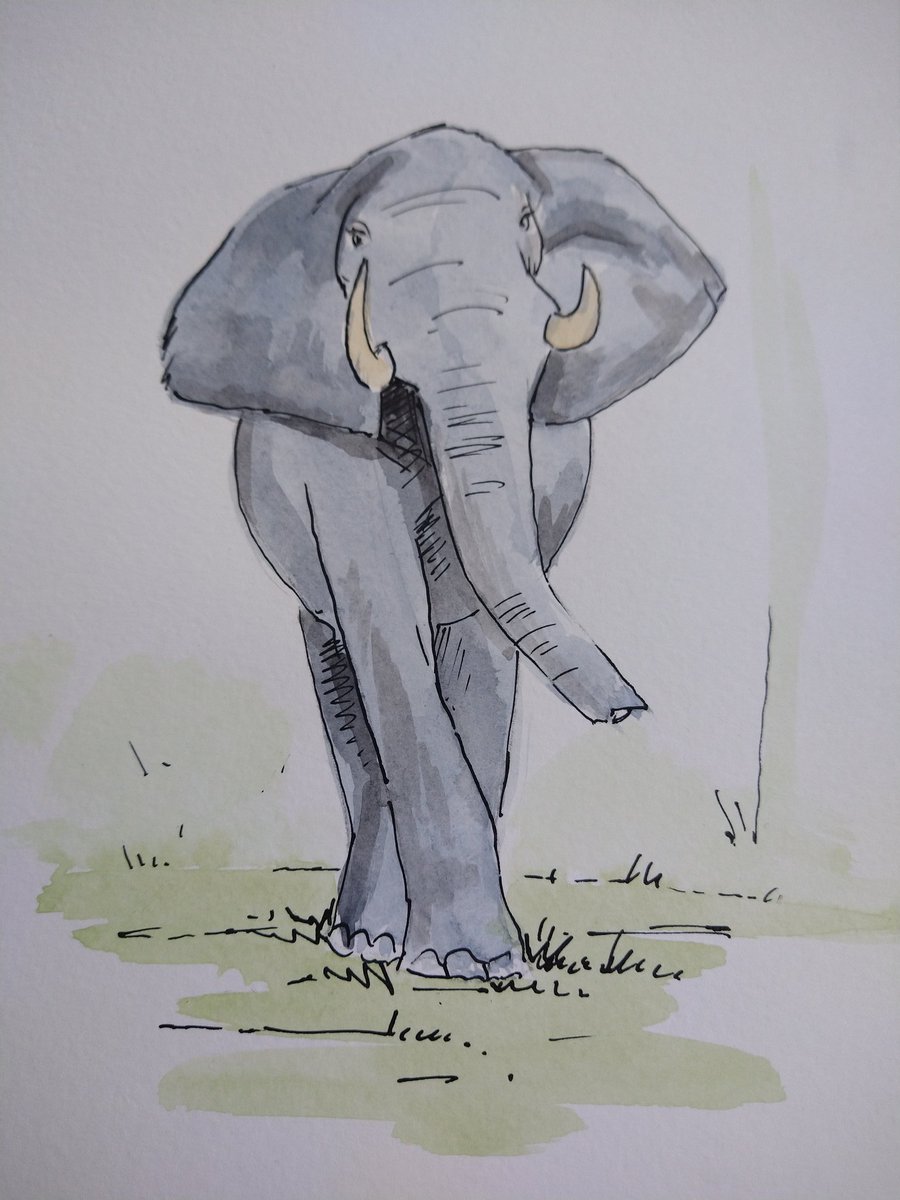 MarcHeatonArt's tweet photo. Really starting to enjoy doing these wildlife illustrations. Simple approach, subtle colour wash with ink outline. Fun to do 👍 #Illustrator #illustrationart #illustrationartists #art #acrylic #acrylicpainting #INK #elephant #elephants #wildlifeart https://t.co/0LfTzDSFvM
