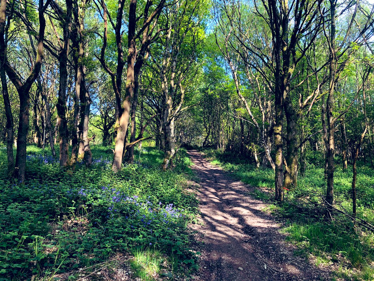 Fradderstokie's tweet photo. This is Bagnall Road Wood within walking distance of my home. I never knew this beautiful existed until Lockdown ❤️ #neverathome https://t.co/FMoDFOsDJu