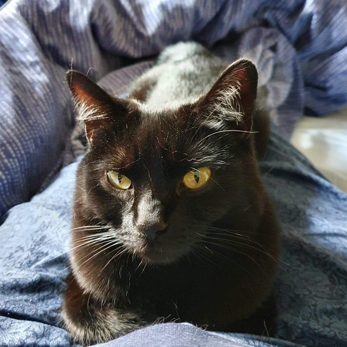 Pixie Elfsdottir tweet media