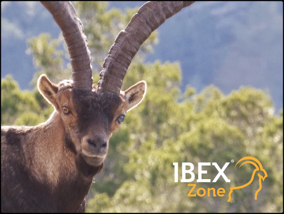 groupibexzone's tweet photo. #ibexzone
#ibexhunt #spanishibexbeceite #spanishbiggame
#fishingzone #groupibexzone #huntinginspain #huntingspain #beceiteibex #spanishibexgrandslam #spanishibex #ibexhunting #kryptekoutdoorgroup #wildlifegallery #trijiconhunt #markhor #markhorbackpacks #atlasarmeros https://t.co/bljooDZtIw