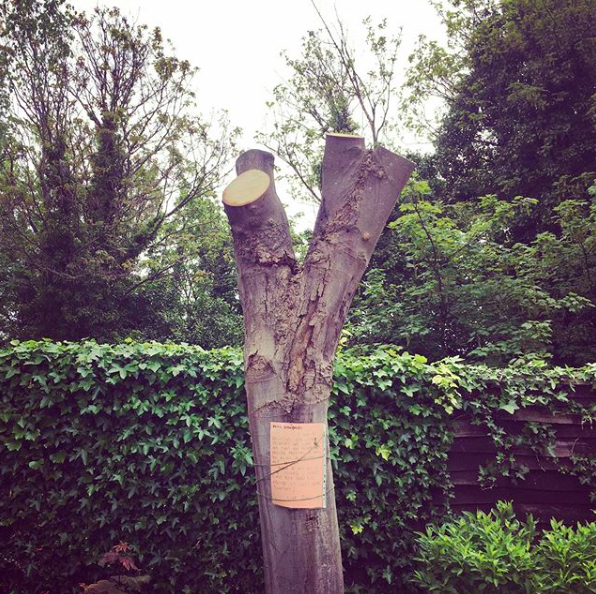 thanettrees's tweet photo. Can we save the Elm Court silver birch from the fate of this poor sycamore? Poor tree. No excuse for this terrible behaviour @orbitgroup @orbitgroupinc #orbithomes #TPO #westgate #thanet #orbithousing #saveourtrees #silverbirch #sycamore #lovetrees #savenature #stopthechop https://t.co/45yzSN0cy9