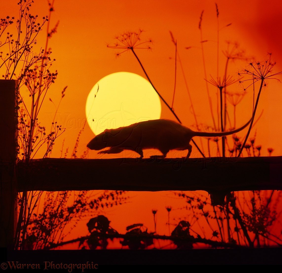 The sun sets on the brilliant Dave Greenfield.