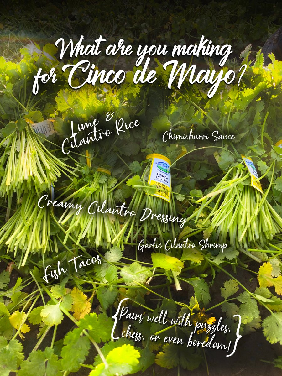Cilantro on the mind. Can't get enough of the way cilantro smells so fresh! #CincoAtHome