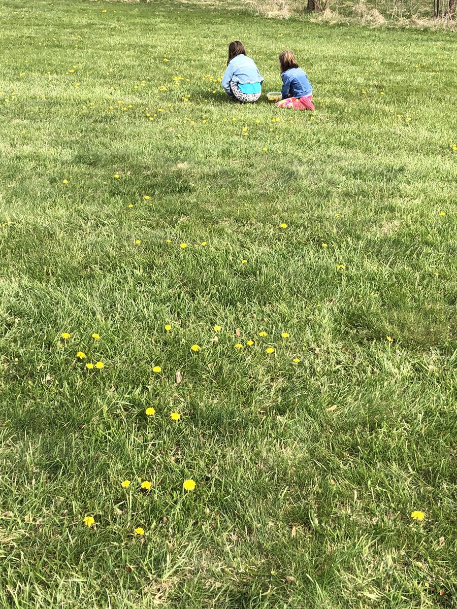 MrsAllor4th's tweet photo. We had a great Google Meeting today and shared the outdoor fun we’ve been having. I made this Dandelion Cake with Natalie and Lucie, here is the recipe if you want to try it!  (We also found a frog!) https://t.co/XKnnMxDTeC