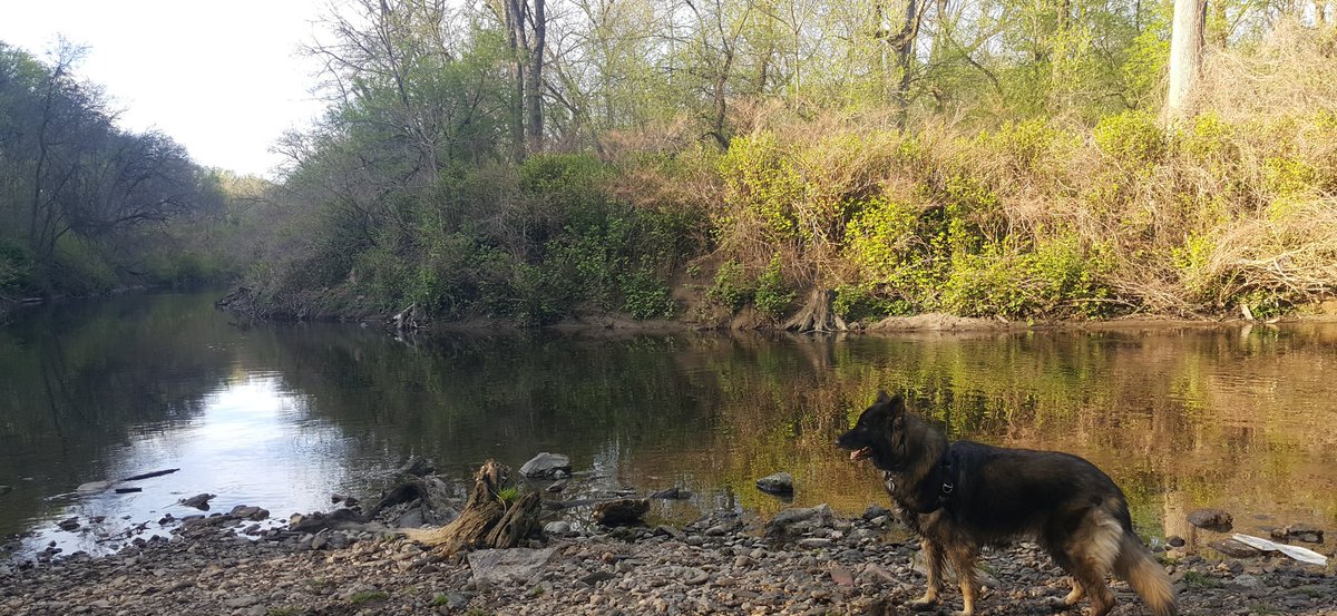 BrutusRexx's tweet photo. May the fourth be with you! Unrelated, here's a painting of my dog.

#ArtistOnTwitter #art #oilpainting #dogsoftwitter #dog #painting #creek #nature https://t.co/xorDqQieNm