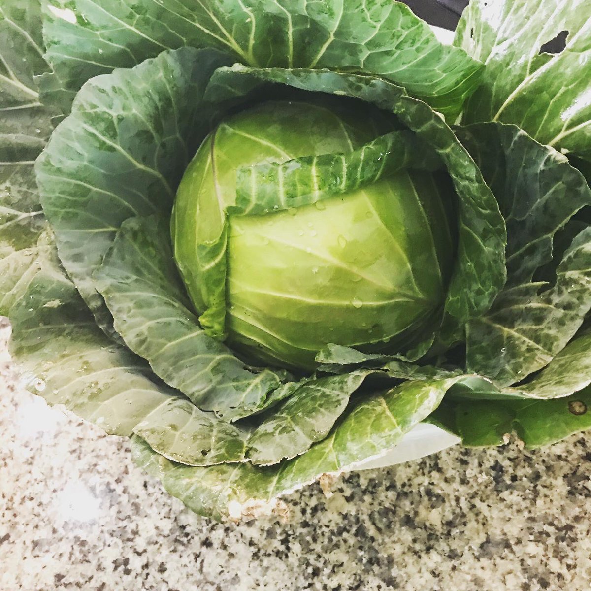 MfokaMqulusi's tweet photo. Please RT for the support of small farming
#TheRiver1Magic https://t.co/zkD6npErc4