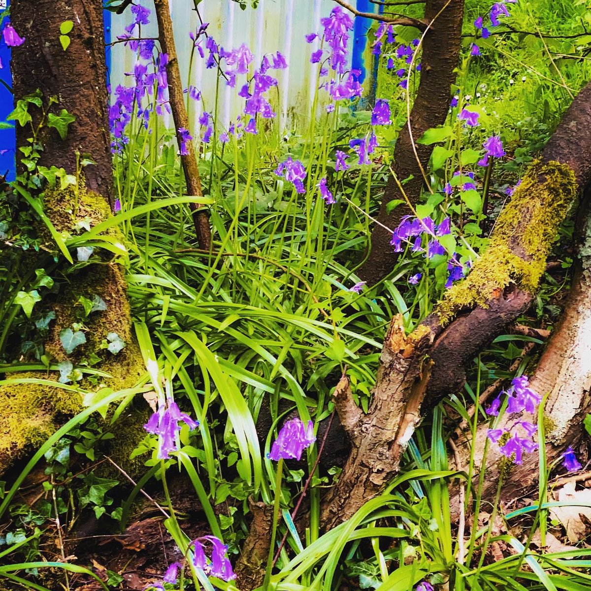 Alana__Crane's tweet photo. #springwalking in the woods to get some exercise in tonight after work. Nature is just singing at the minute. Makes me so happy 🥰 https://t.co/j7npsq3VHo