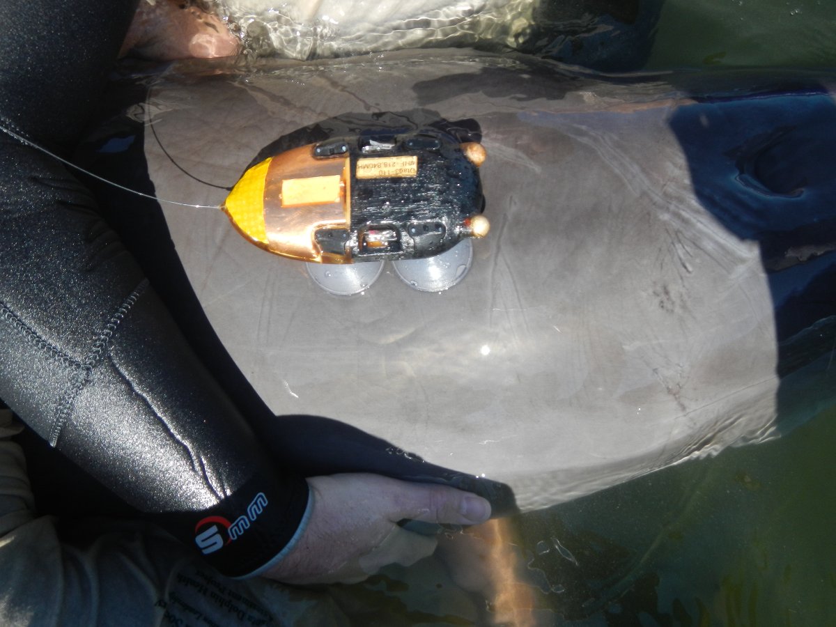 dolphinsarasota's tweet photo. #Maythe4th be with you! In 2013, colleagues at @WHOI &amp; @univofstandrews put digital archival tags on dolphin #Vader &amp; mom #Killer. Vader's came off (The Force?). Killer's stayed. DTAGS attach w/ suction cups &amp; record sound, orientation, depth &amp; movement before they auto-release. https://t.co/xvGyS1aX9T