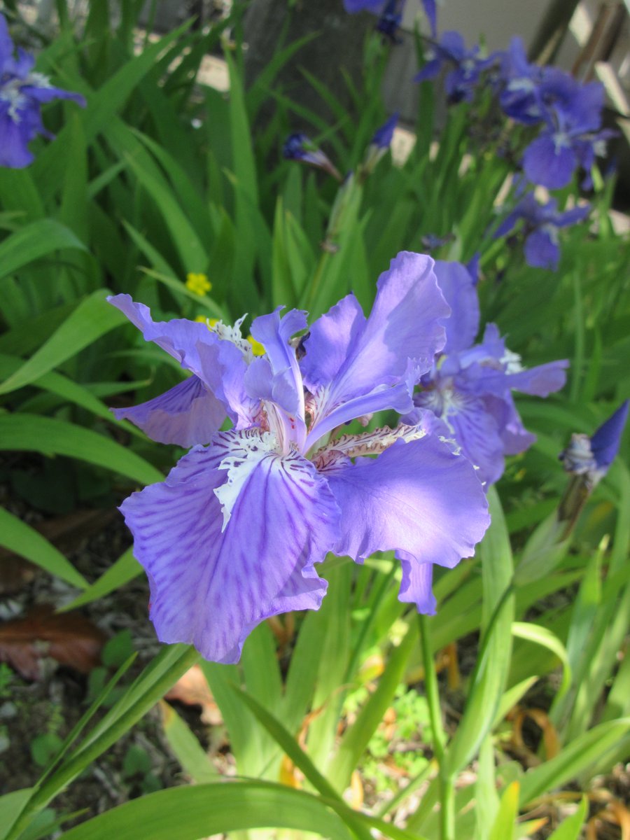 ট ইট র 花人 菖蒲ーショウブとアヤメ どちらも入力すると同じ漢字 我が家の花は ジャーマンアイリス ドイツアヤメ 日本のアヤメはやや小ぶりです 菖蒲湯用はサトイモ科で別種類 なお 伊勢物語 の杜若 カキツバタ は 水辺の花 尾形光琳の 燕子花図 また