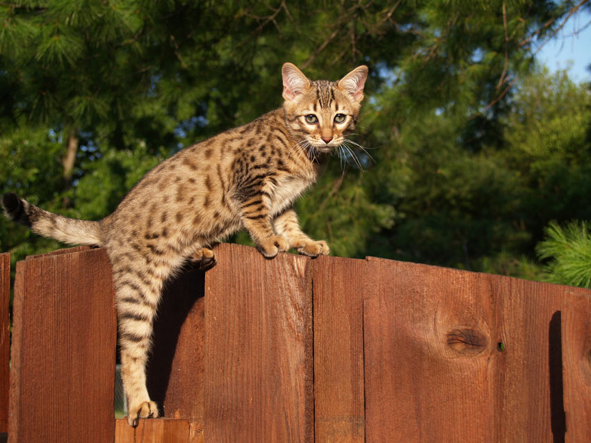 7 jours avant le déconfinement, je vous avais parler des chiens, alors je vais faire pareil avec les chats, le savannah est le plus grand chat du monde: