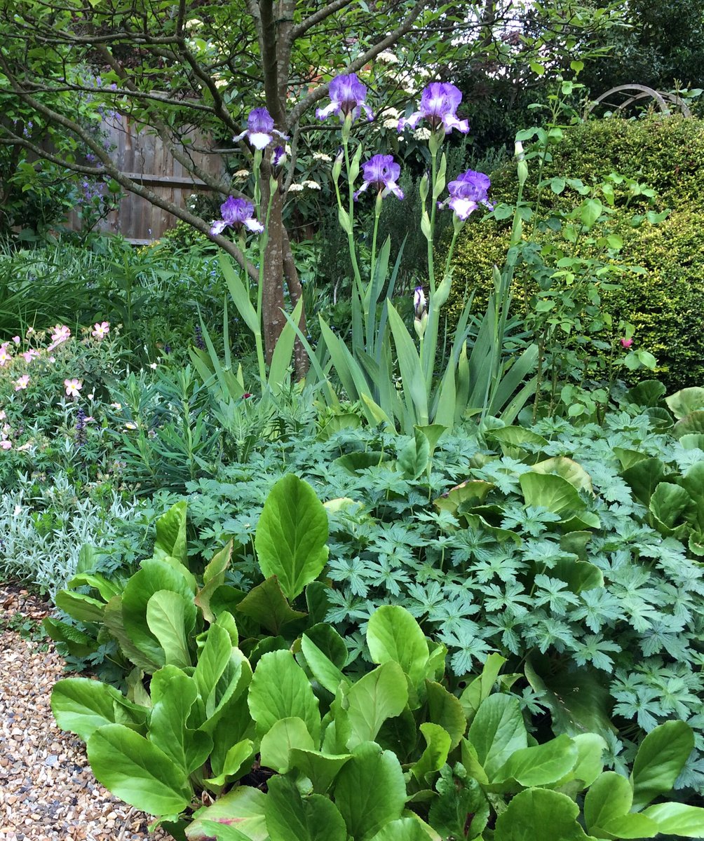 Rectory_Garden's tweet photo. I think we may have reached "Peak Iris " in the Magnolia Bed today ! #Irisgermanica #layeredplanting #stayhome https://t.co/YH98B9CT4q