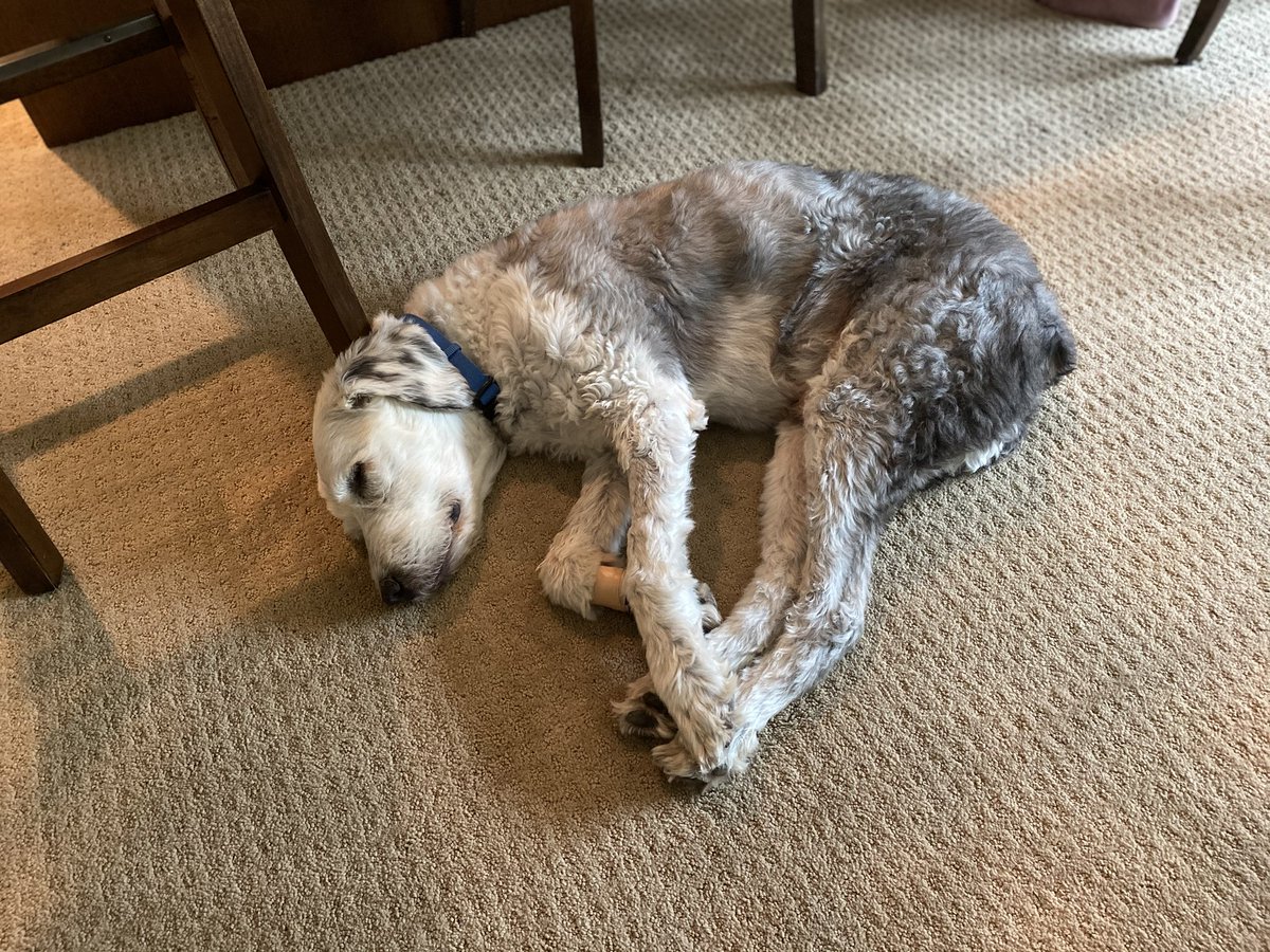 Stu_Depue's tweet photo. Life is ruff in quarantine.... https://t.co/3pjbNbg8Lb